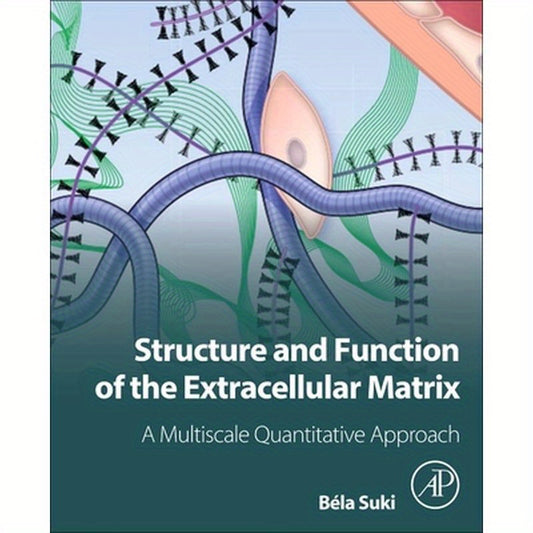Structure and Function of the Extracellular Matrix: A Multiscale Quantitative Approach